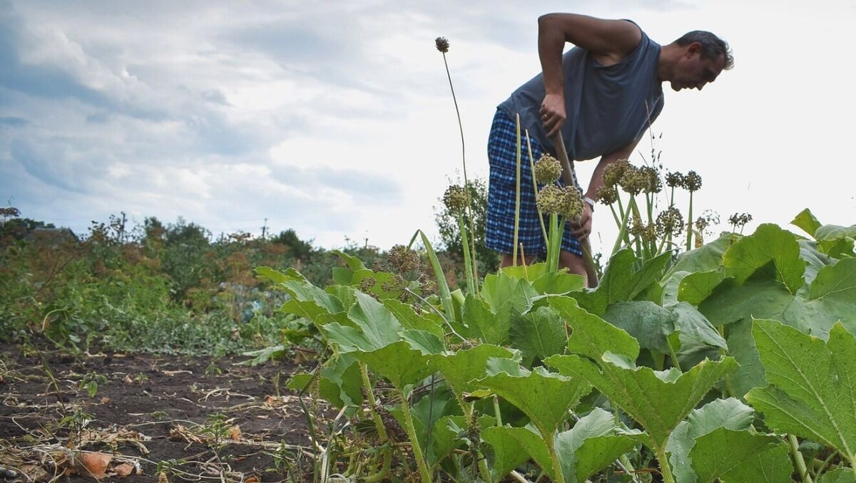    Дачная жизнь теперь строго регламентирована.   Анастасия Федосеенко / 1MI