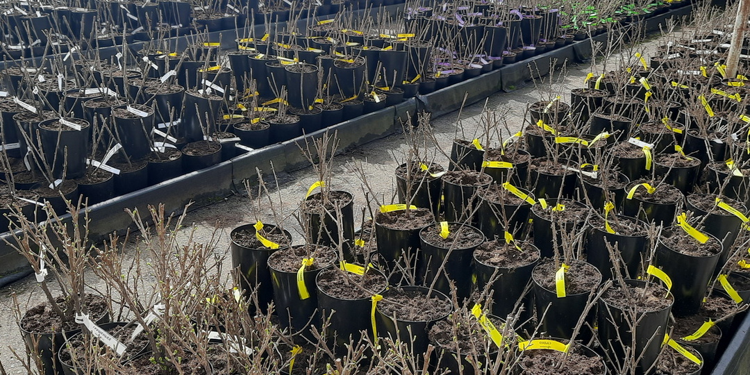 Про саженцы