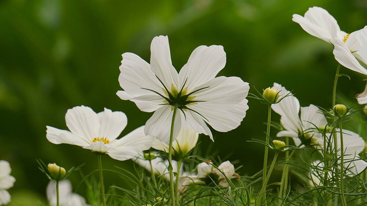    Фото: Анатолий Цымбалюк / Вечерняя Москва