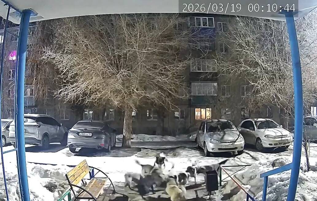    8 бездомных собак разорвали кошку в Орске, а днями позже — пытались напасть на ребенка (18+)