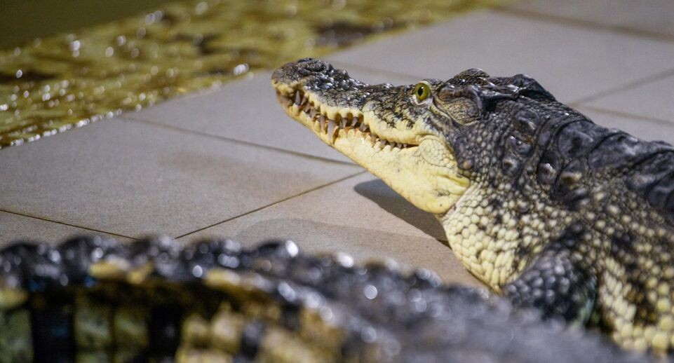    Ilya Moskovets/URA.RU / www.globallookpress.com