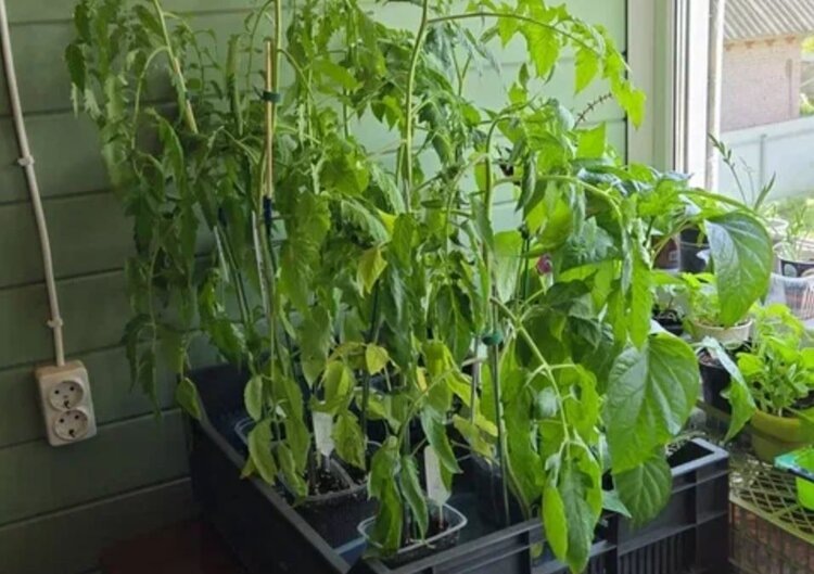    Фото: Лукьянов Дмитрий, AgroXXI.ru