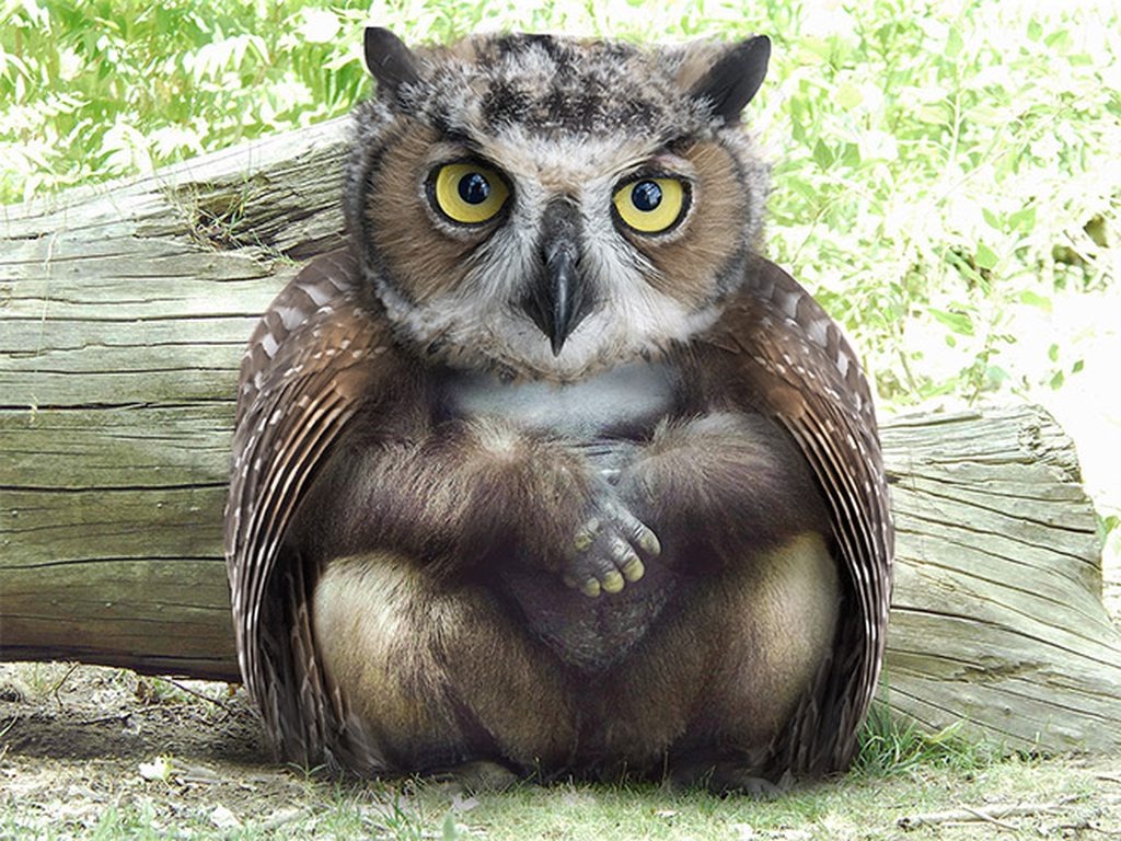 Картинка из интернета 