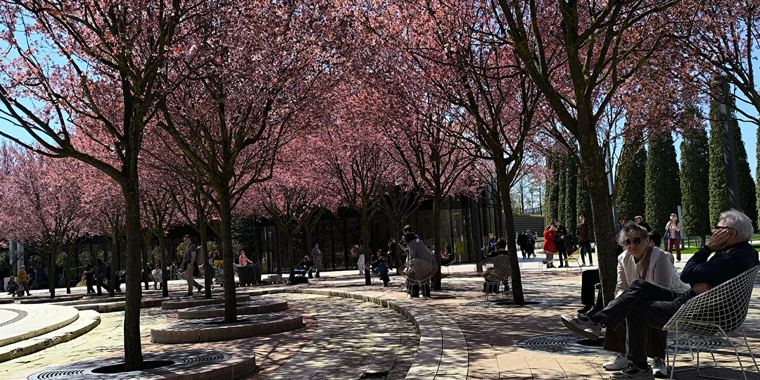 Вторник. 07.04.2026 Парк Галицкого. Краснодар. День в раю. Цветущие  сакуры и невидимые стулья.