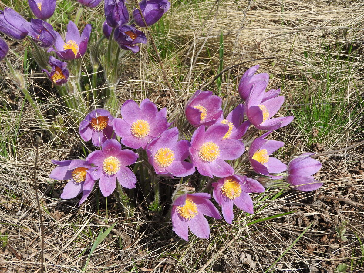     Умырзаяны өҙһәң... ғүмерең ҡыҫҡа булыр