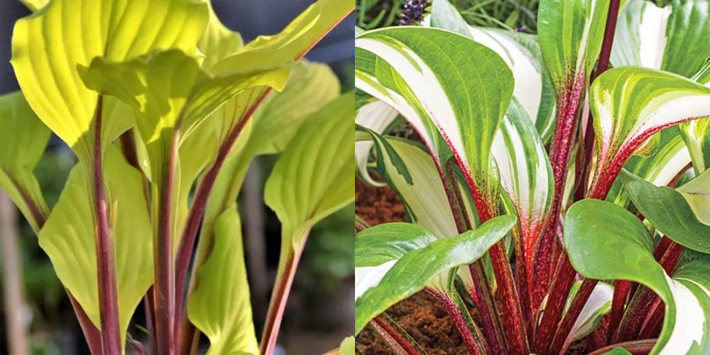 Красный пигмент в черешках. Хоста Липстик Блонд и Расберри Сандей. Источник фото: https://www.sad-centr.ru/travjanistye_mnogoletniki/khosta_raspberry_sundae_s5/