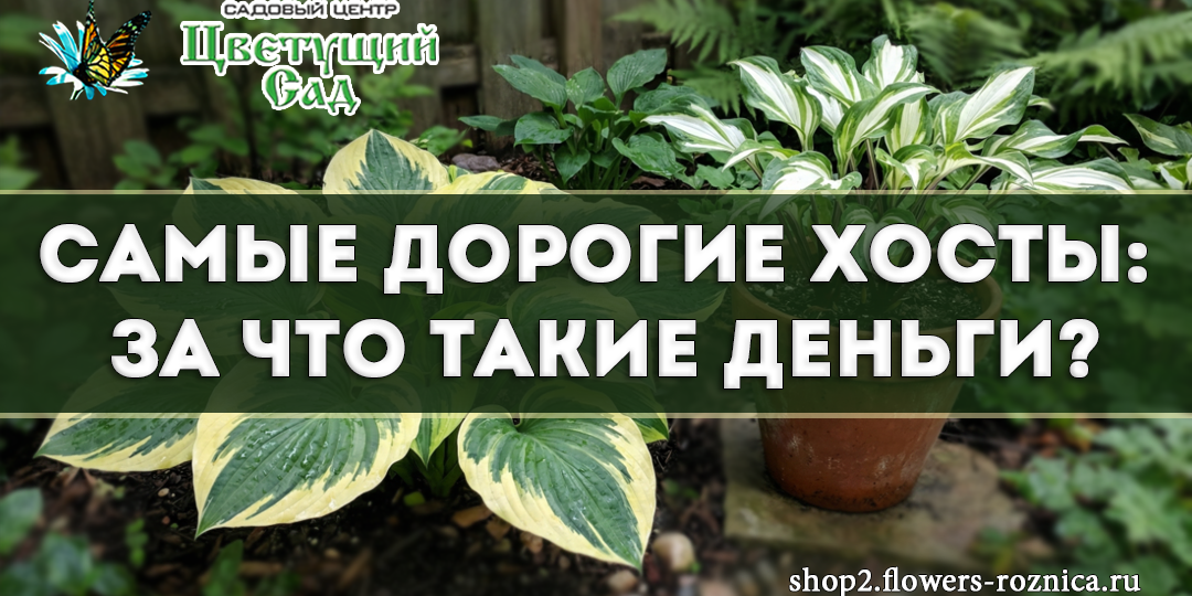Самые дорогие хосты: за что такие деньги?