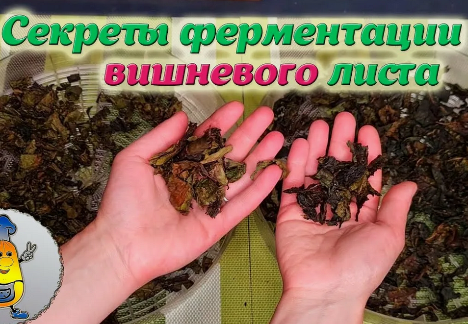 Как правильно ферментировать листья смородины, малины и вишни.