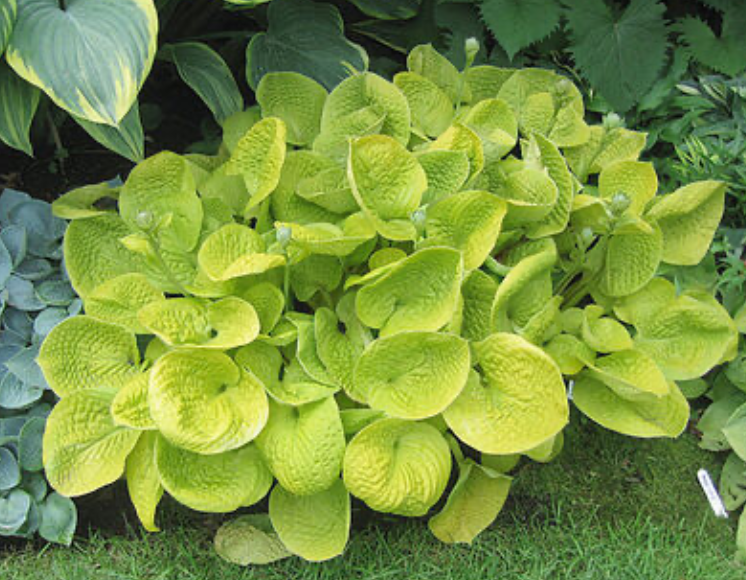 «Maui Buttercups» (Мауи Баттеркапс). Картинка из интернета