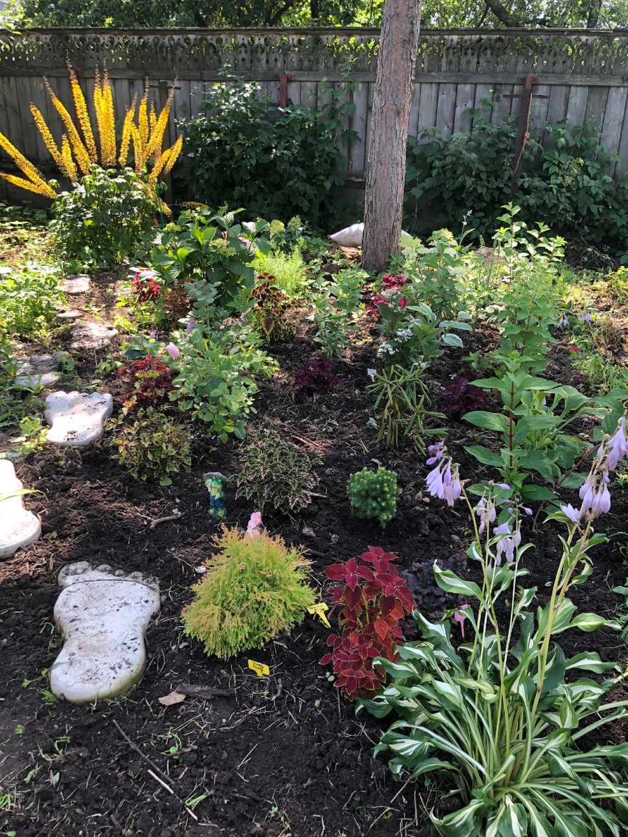 Хоста "Undulata Mediovariegata" справа на 1 плане, 2025