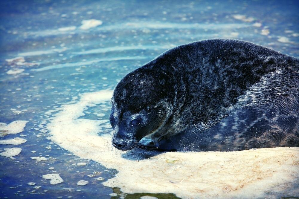    Фото: balticseal.org