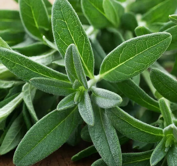 «За шалфей — до восьми лет?»: Кирилл Кабанов раскритиковал уголовное преследование за дикорастущие растения на дачах