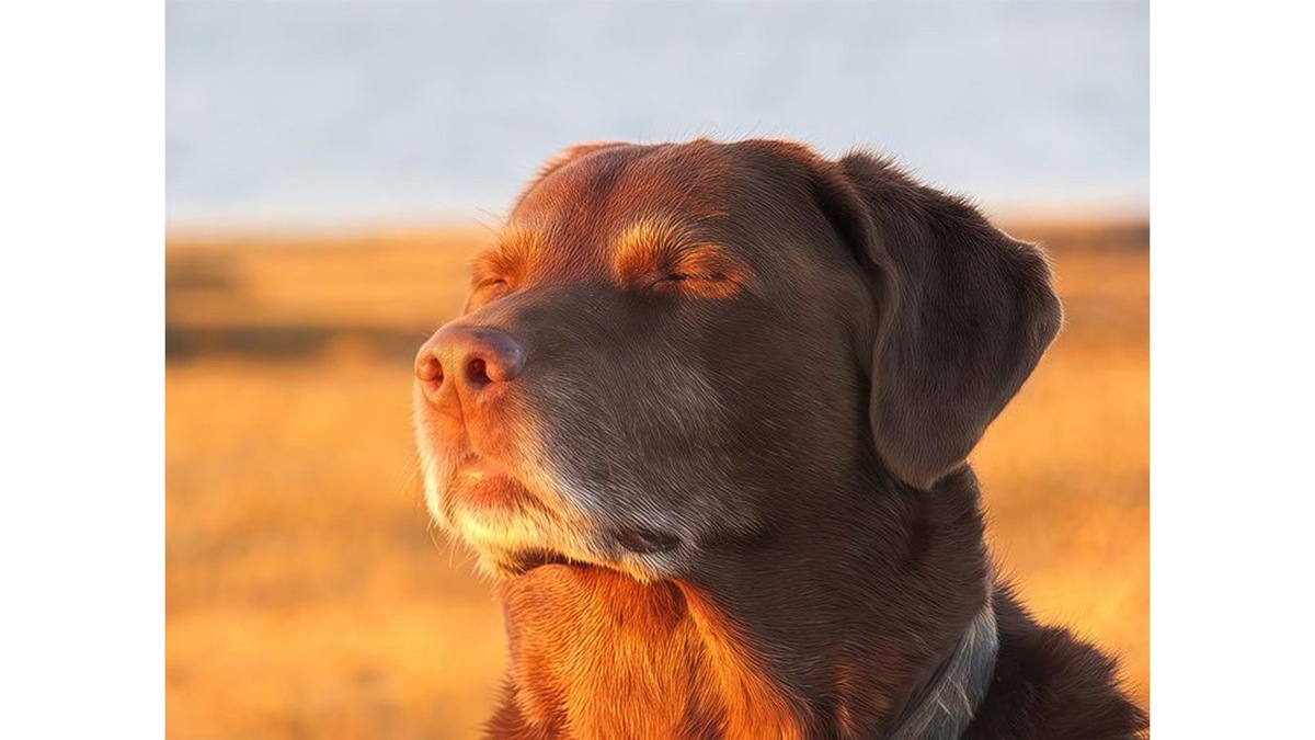    Начинаем с классики, пропитанной чувством умиротворения и спокойствия