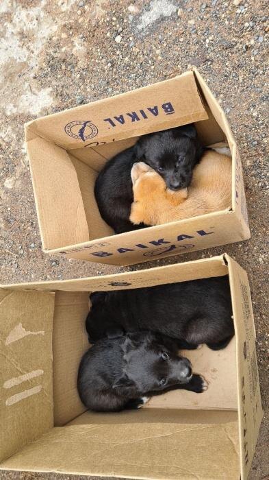 Коробки со щенками подкинули к дверям приюта
Фото: из группы приюта «Лесопилка» в соцсети «ВКонтакте»