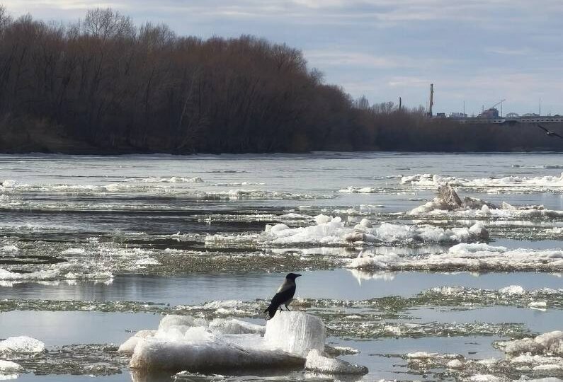 Лед тронулся, господа присяжные заседатели, кар