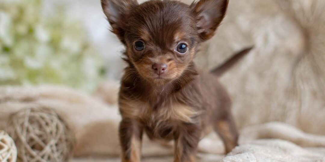 Что со мной не так?! Почему я смотрю объявления и боюсь купить той-терьера?