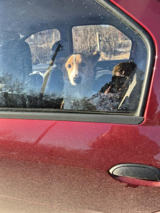 ЧП в Порховском районе
Фото: из группы приюта «Лесопилка» в соцсети «ВКонтакте»