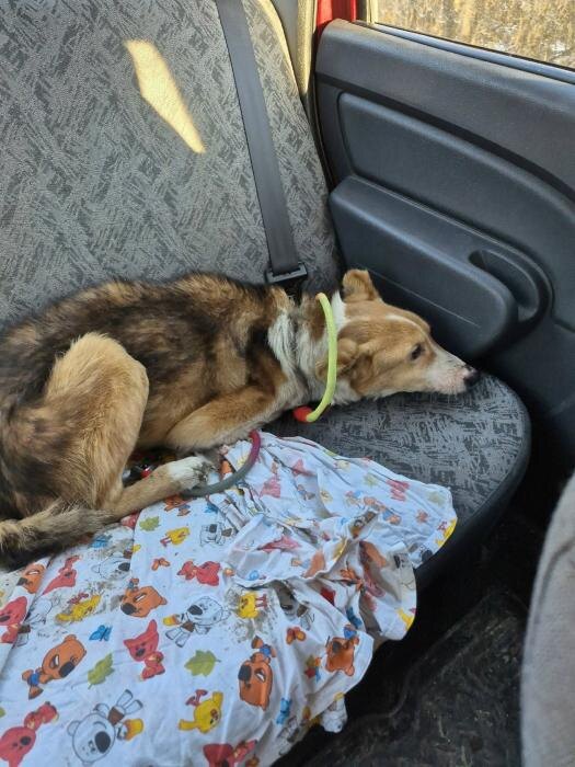 ЧП в Порховском районе
Фото: из группы приюта «Лесопилка» в соцсети «ВКонтакте»