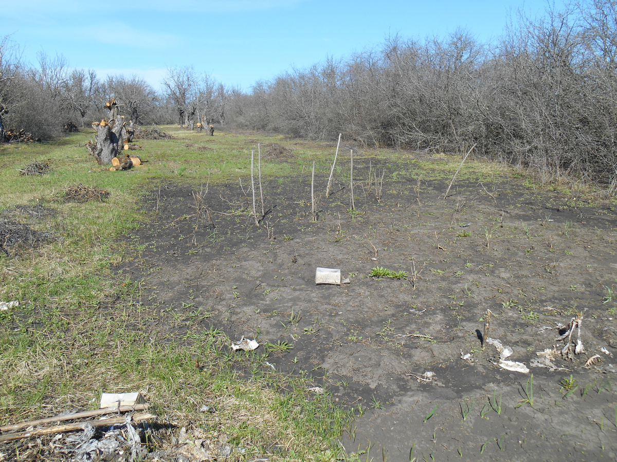 Участок под картошку чуть-чуть просох