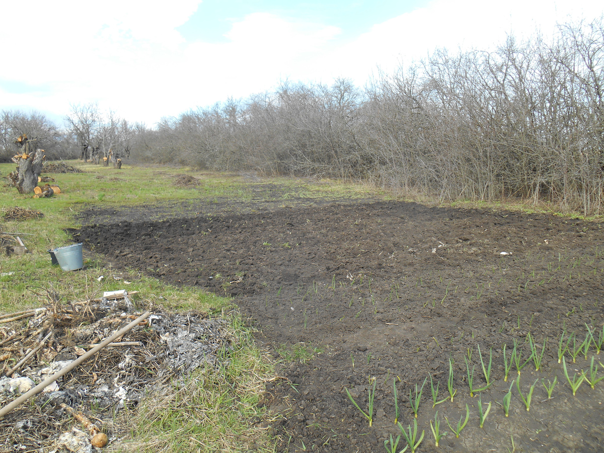 Пропололи, можно сажать картошку