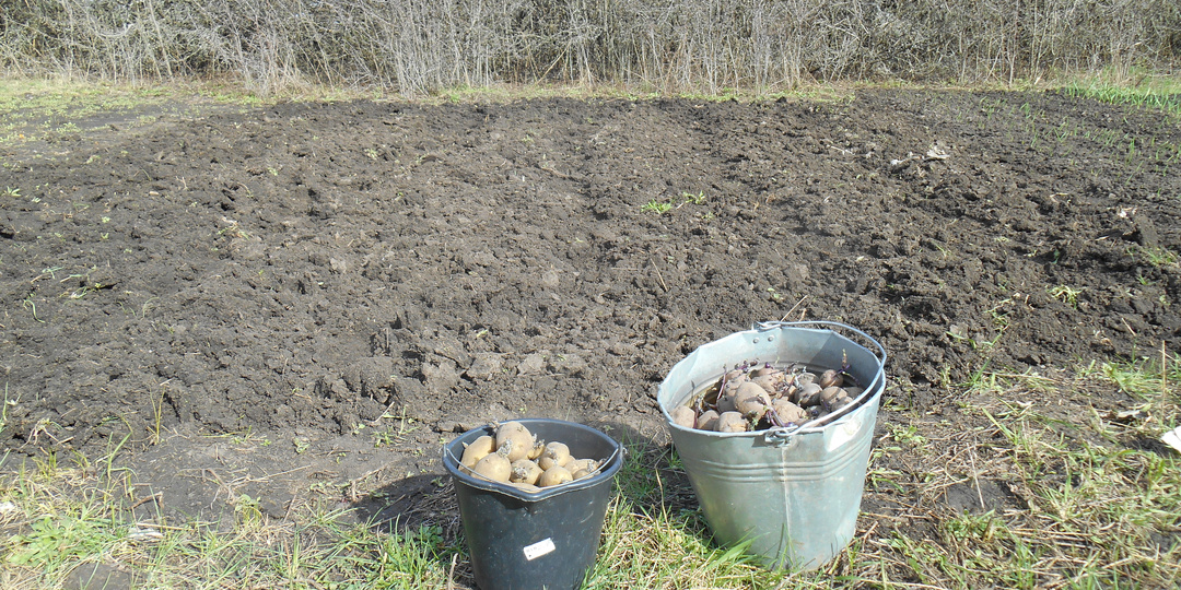 Посадили картошку в непаханую землю: риск или проверенный метод?