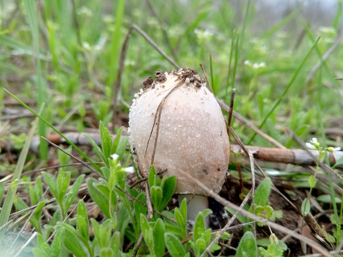 Навозник белый. Фото авторов