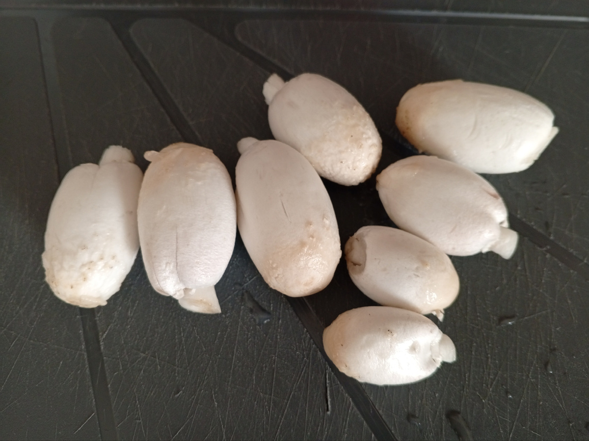 Навозники. Фото авторов