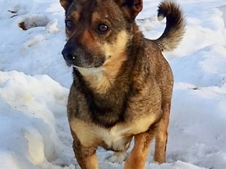 🐾 МАРТЫН — маленький герой с большим сердцем! 🐾