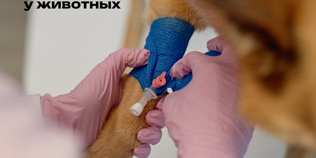 Группы крови у собак и кошек: важная информация для каждого владельца