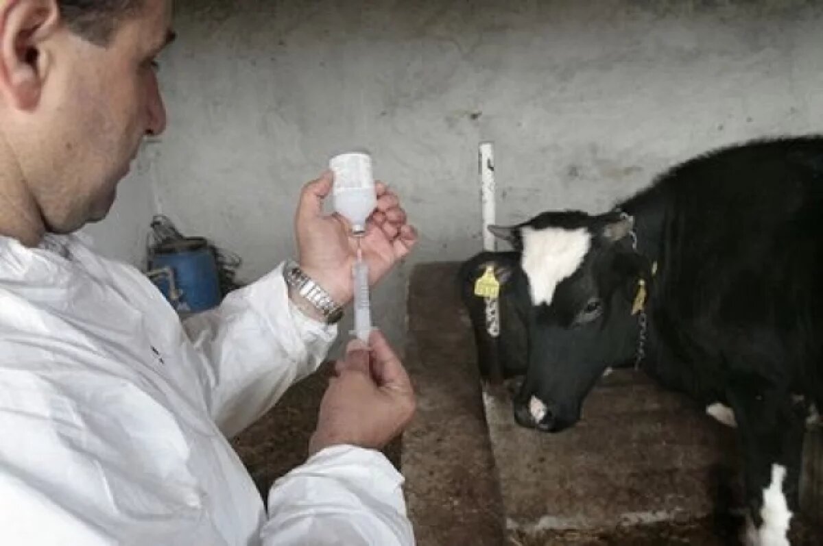    Вакцинацию скота от сибирской язвы проведут в затопленных районах Дагестана