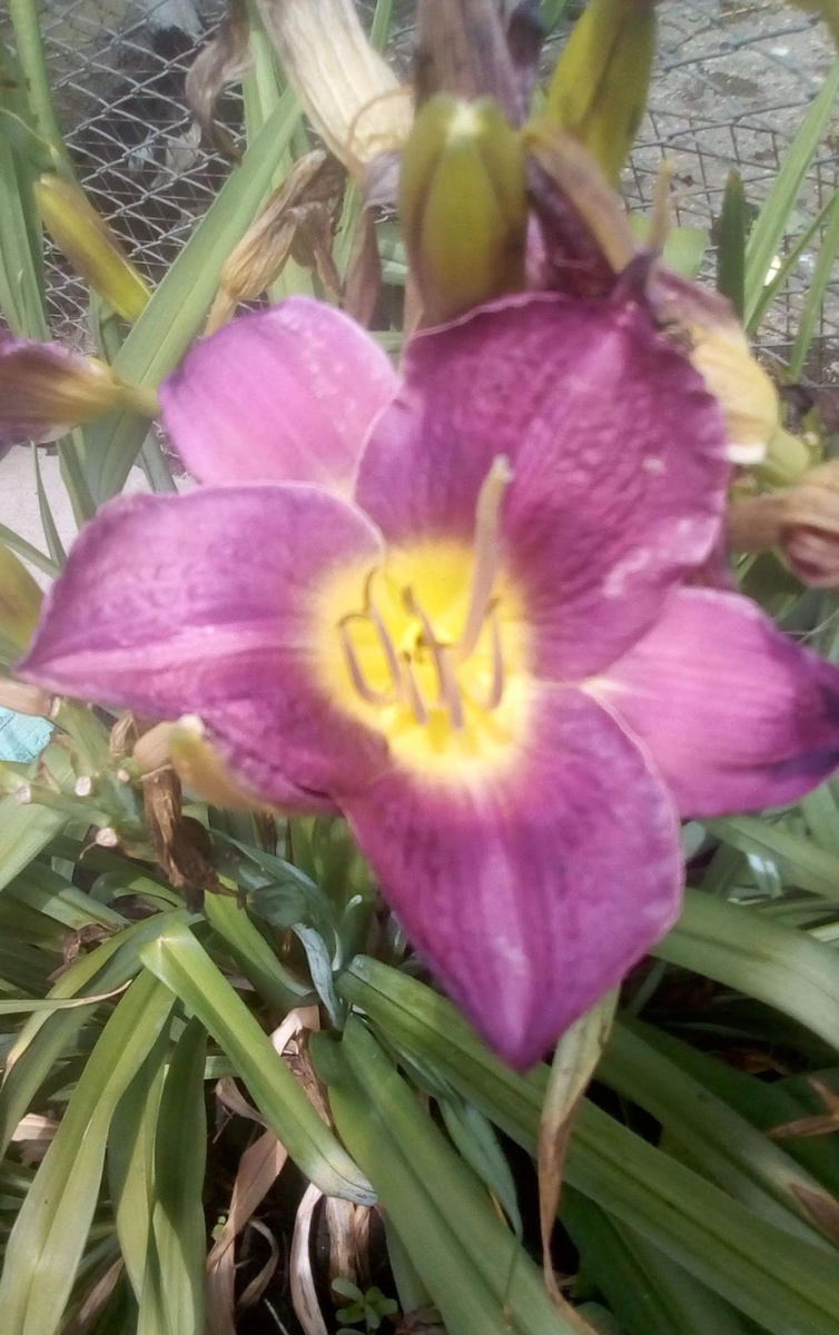 К вечеру цветок завянет, но утром распустится новый. 