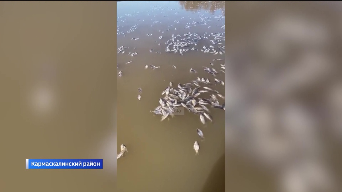    В Кармаскалинском районе Башкирии в деревне Старые Киешки произошел массовый мор рыбы
