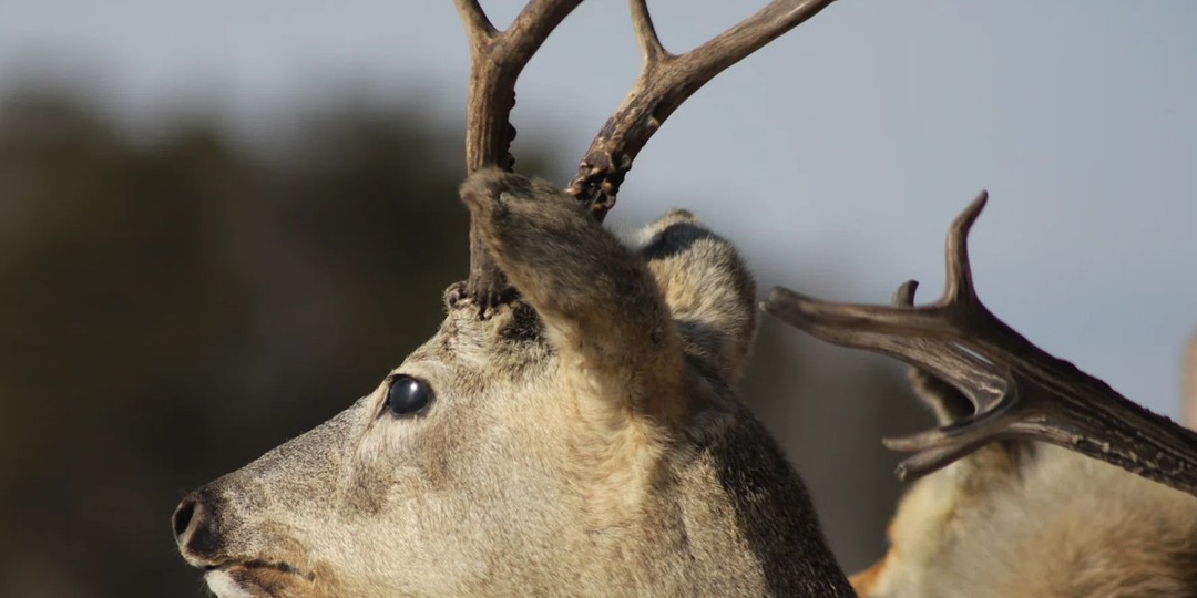 Курганские власти хотят увеличить отстрел косуль из-за роста смертельных ДТП