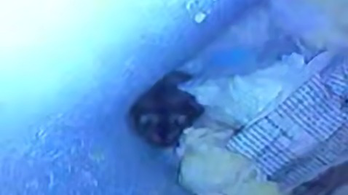    Фото: Скриншот видео / Shot / Telegram