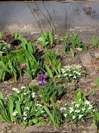 Подснежники