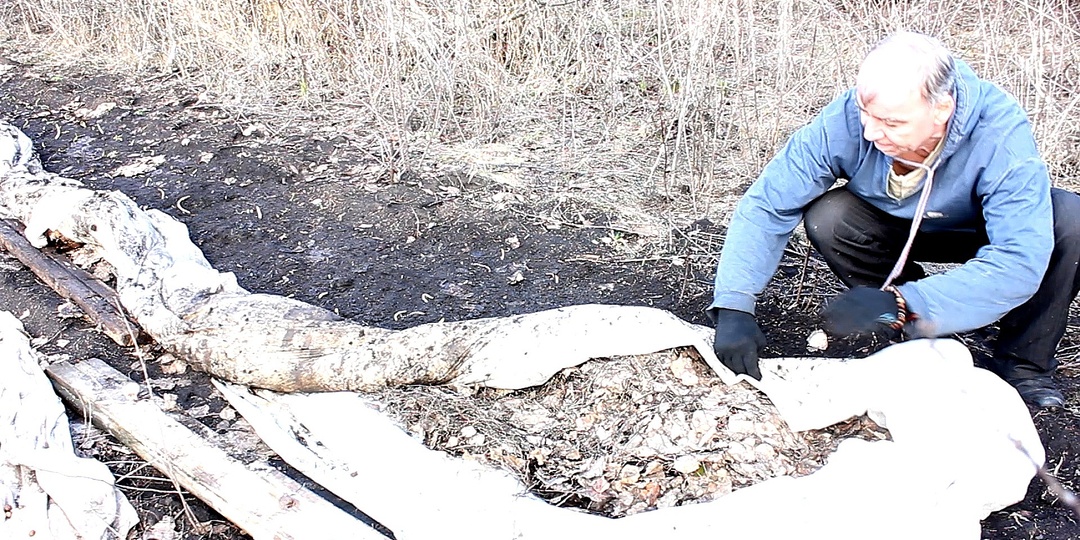 Сняла "шубу" с чеснока, а там — целая цивилизация! 🧄🐛 Почему я не жду милостей от природы и рыхлю грядки уже сейчас