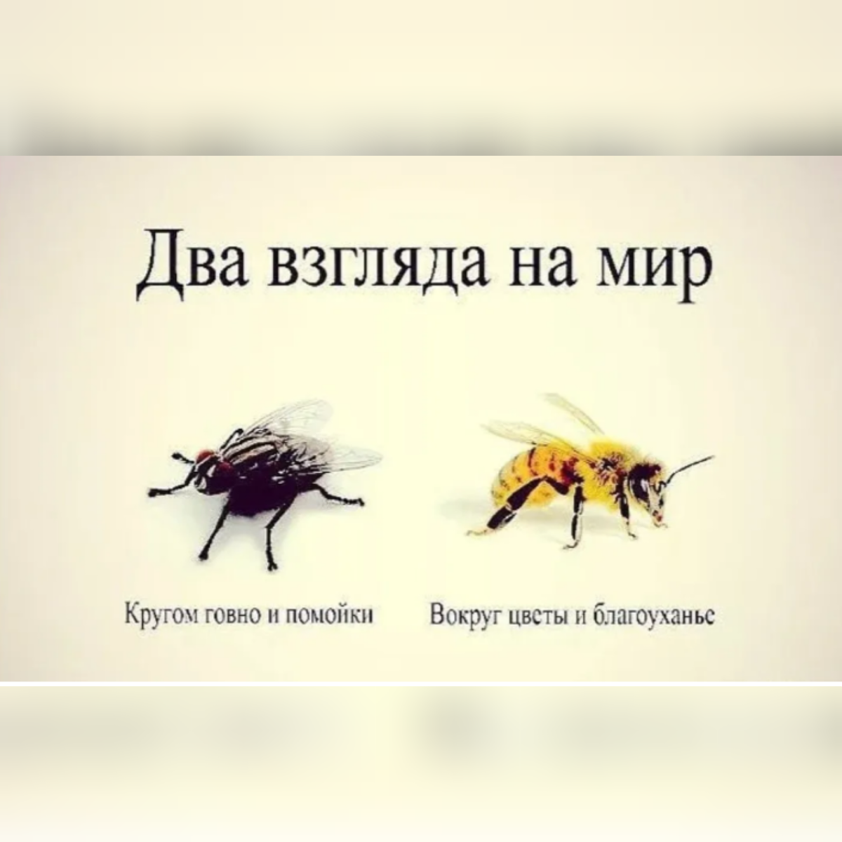 Картинка из интернета