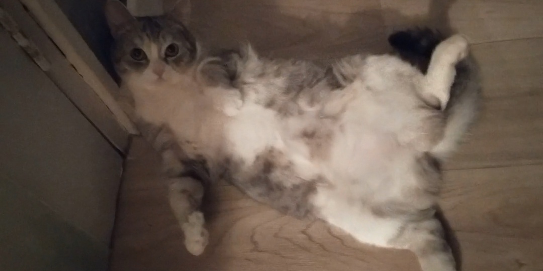 Венер трогать нельзя