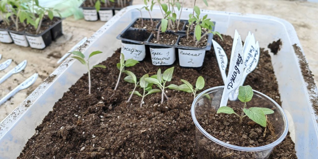 Пикировка томатов