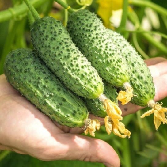 Огурец "Шоша F1"