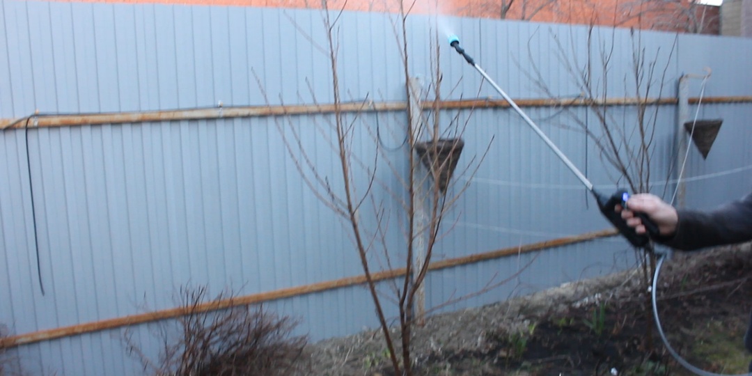 Успейте до «зеленого конуса»! 🌳 Искореняющая обработка сада: зачем я мешаю Мочевину с Железным купоросом