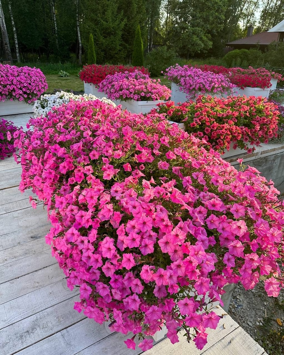 какой горшок выбрать для петунии