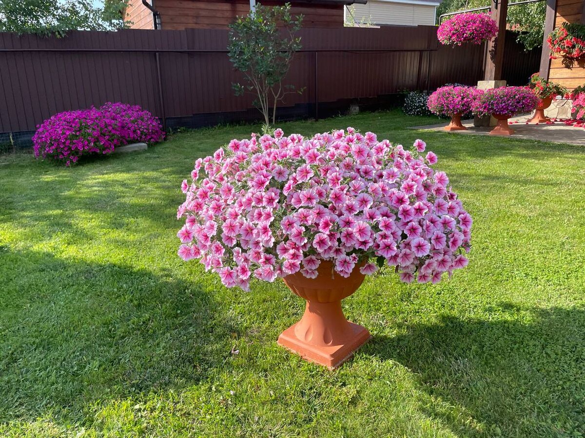 в какой объем посадить петунию