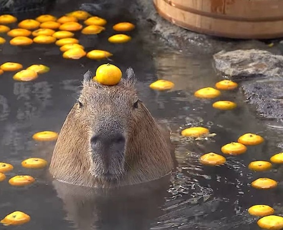 Фото из интернета