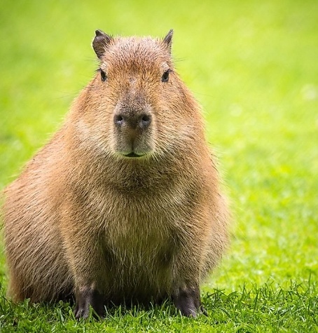 Фото из интернета