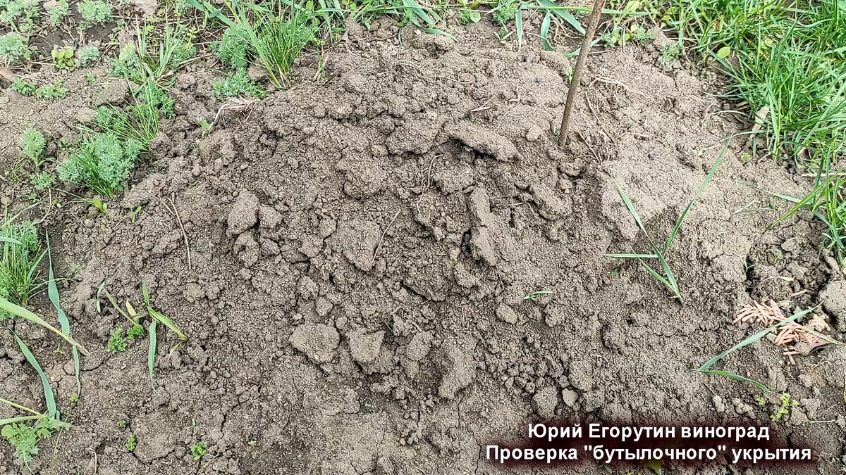 Укрытие куста винограда.