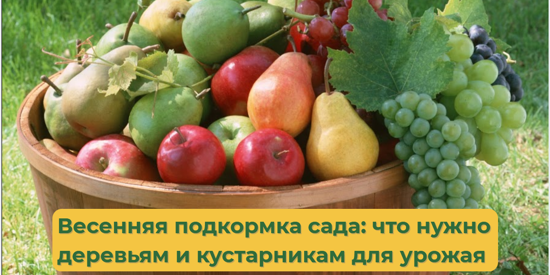 Весенняя подкормка сада: что нужно деревьям и кустарникам после зимы