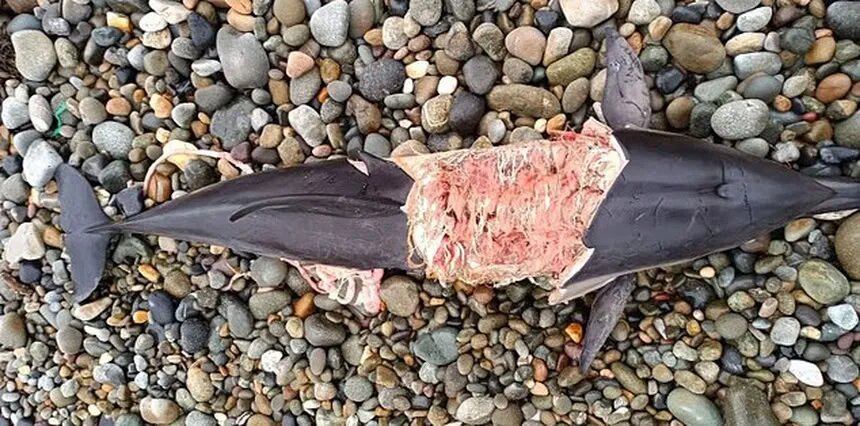  📷    У взрослой самки дельфина длиной 1,84 м были обнаружены «штопорообразные» травмы, характерные для укусов серого тюленя. Фото: Marine Environmental Monitoring.