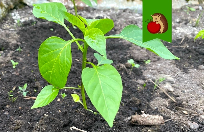 Подросшей рассаде перцев – противопоказано: 5 факторов, из-за которых она вырастет хилой и слабой