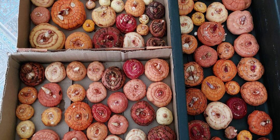 Вести из моего сада.